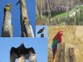 oiseaux