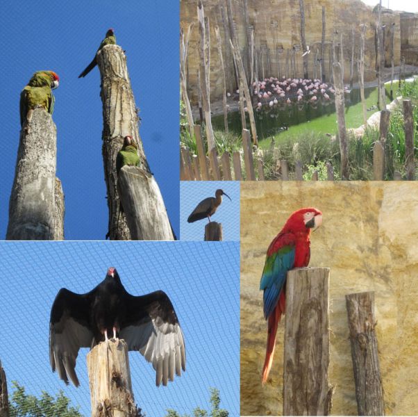 oiseaux